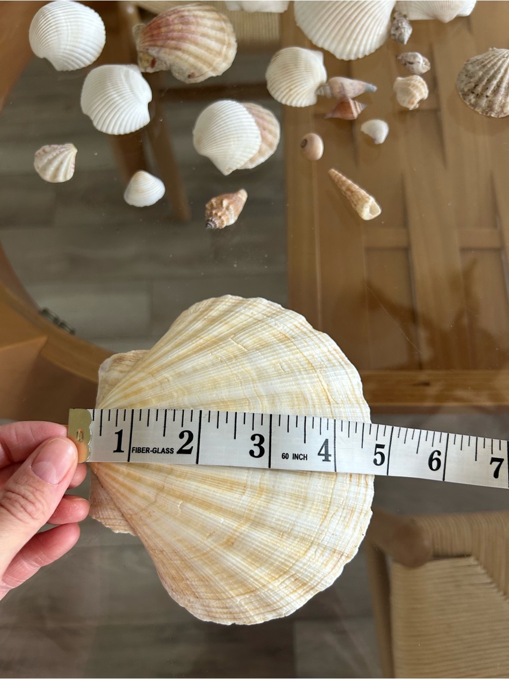 Assorted Natural Sea Shell Collection - Picture 9 of 10